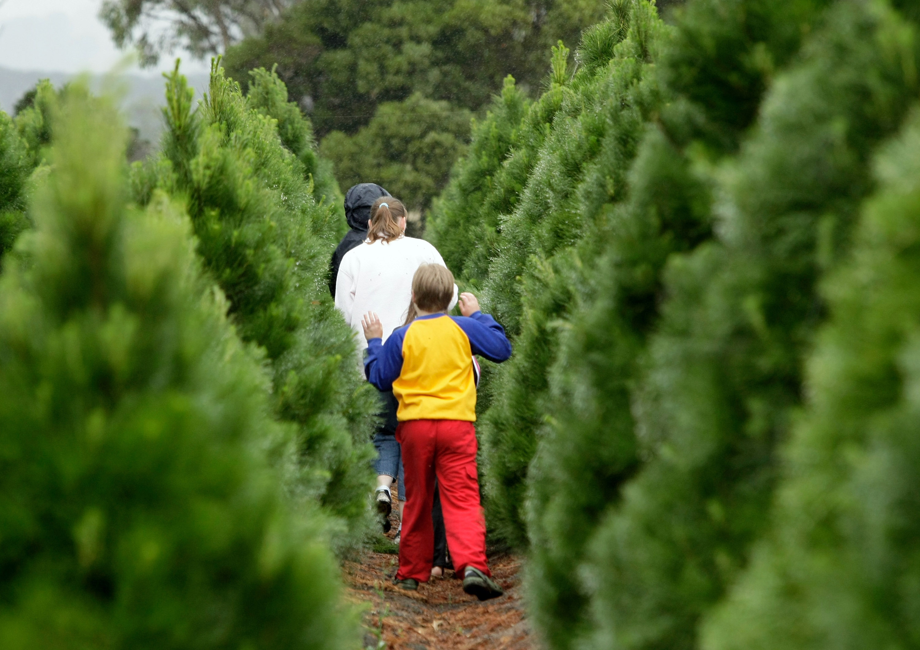 Bucks County Christmas Tree Farms - Paul Rosso